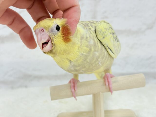 オカメインコ