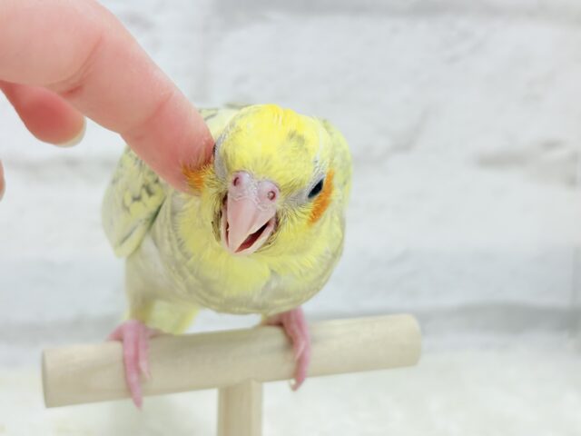 オカメインコ