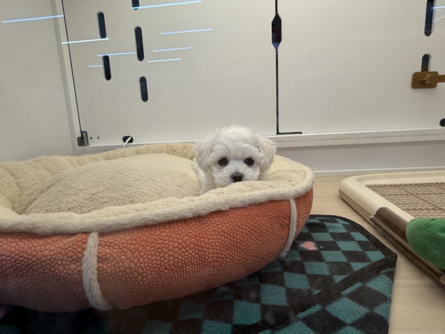 ビションフリーゼ