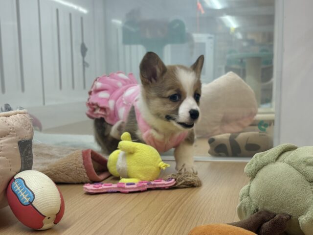 ウェルシュコーギー・ペンブローグ