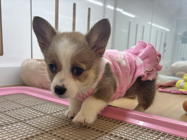 ウェルシュコーギー・ペンブローグ