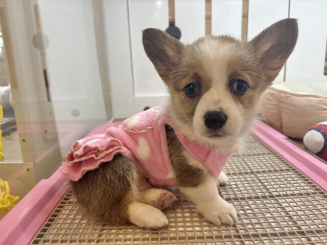 ウェルシュコーギー・ペンブローグ