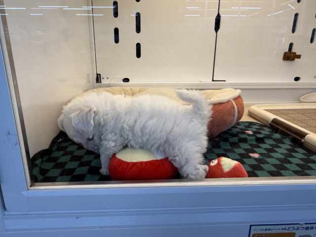 ビションフリーゼ