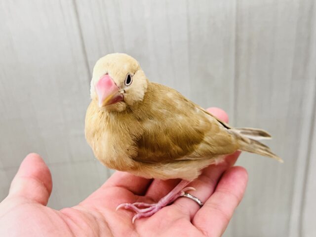 シナモン文鳥