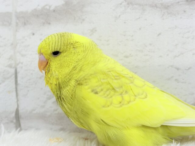 ジャンボセキセイインコ