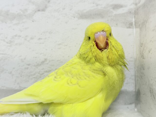 ジャンボセキセイインコ