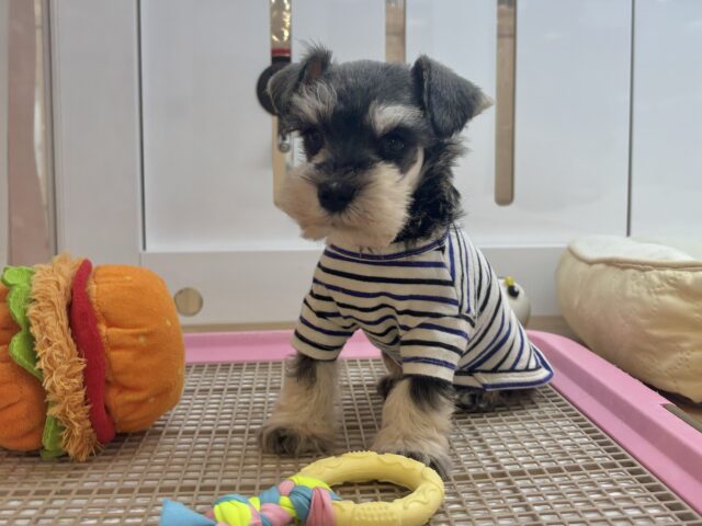 ミニチュアシュナウザー