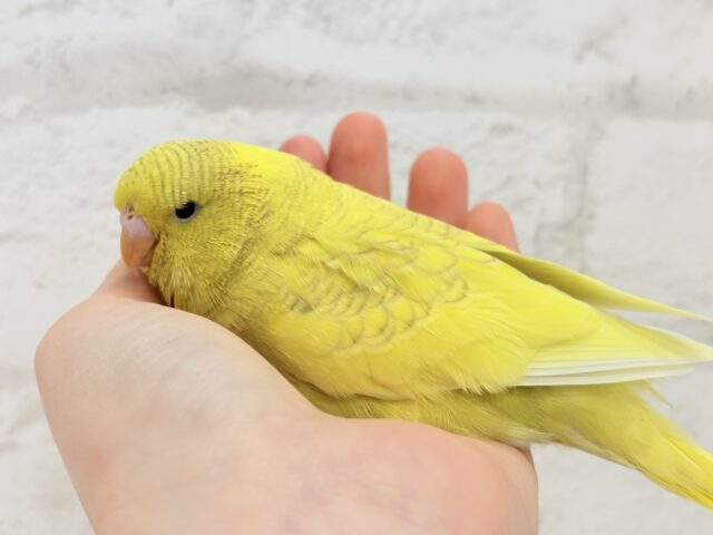 ジャンボセキセイインコ