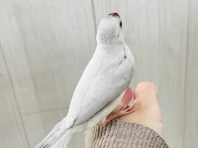 シルバー文鳥