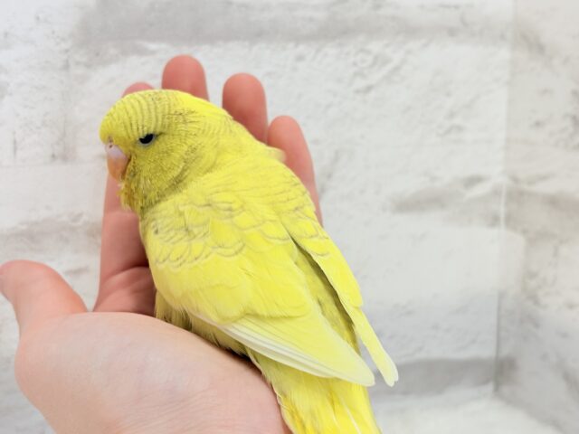 ジャンボセキセイインコ