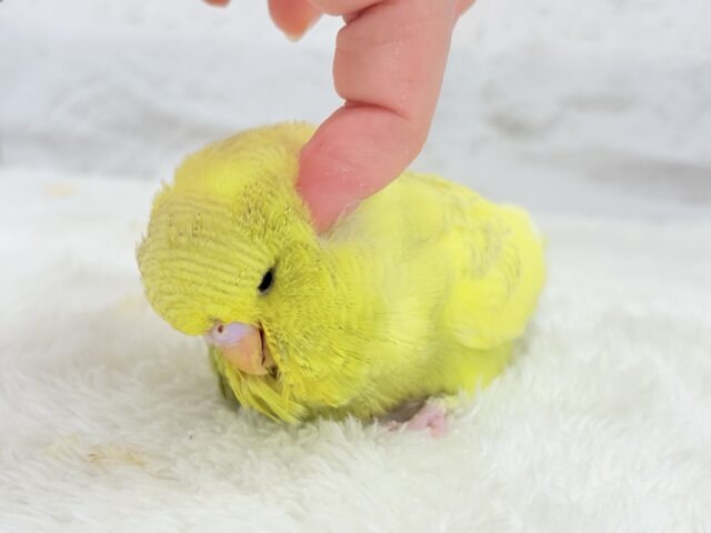 ジャンボセキセイインコ