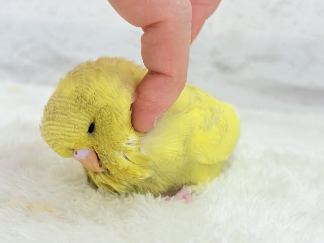 ジャンボセキセイインコ