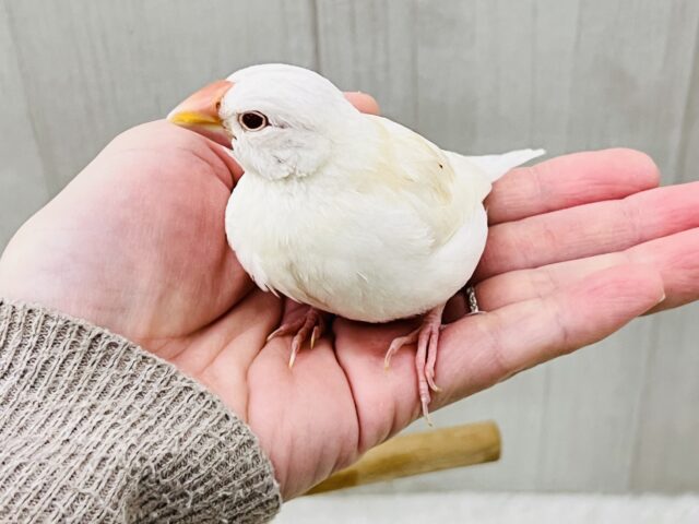 アルビノ文鳥