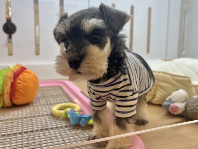 ミニチュアシュナウザー