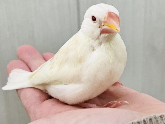 アルビノ文鳥