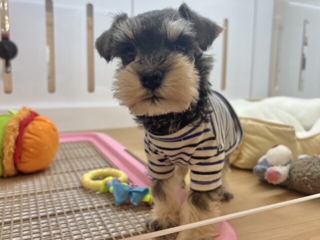 ミニチュアシュナウザー