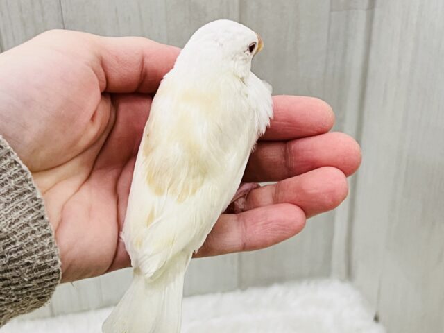 アルビノ文鳥