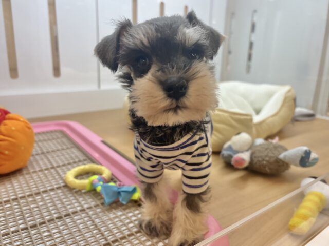 ミニチュアシュナウザー