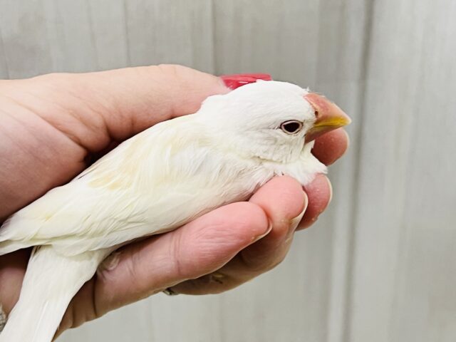 アルビノ文鳥