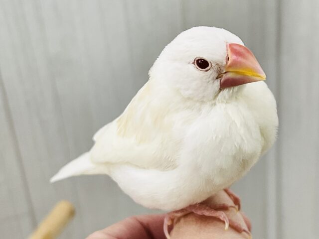 アルビノ文鳥