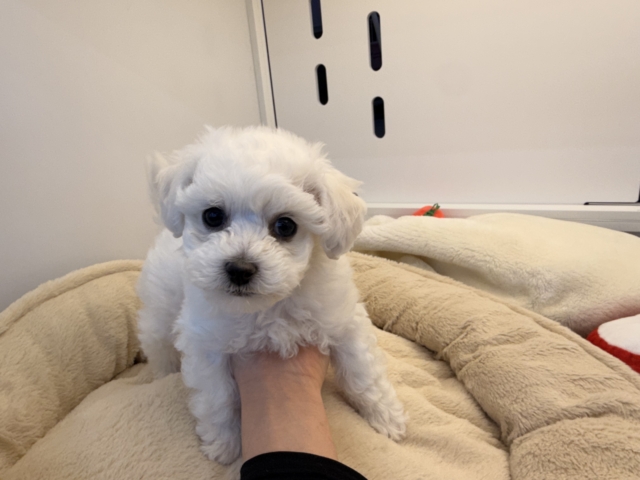 ビションフリーゼ