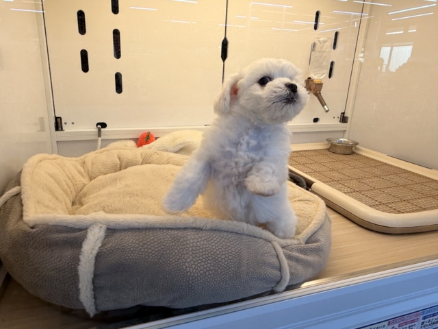 ビションフリーゼ