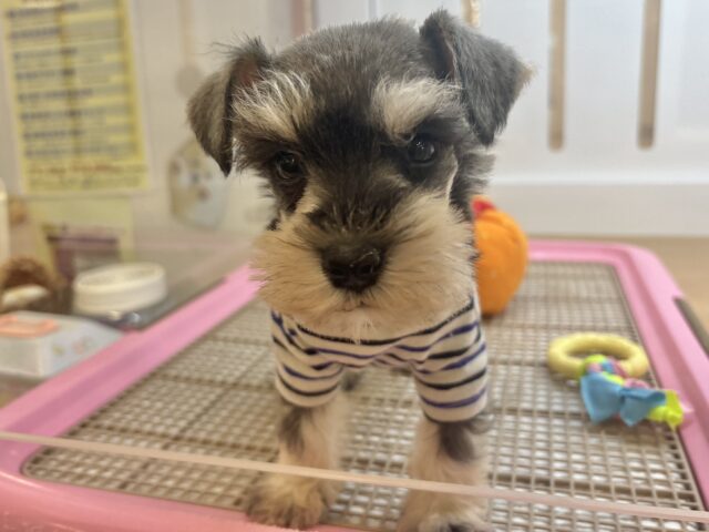 ミニチュアシュナウザー