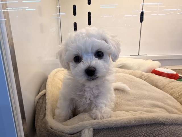 ビションフリーゼ