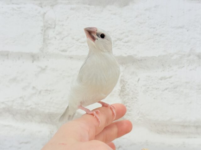 シルバー文鳥