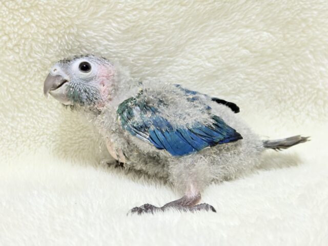 ホオミドリウロコインコ