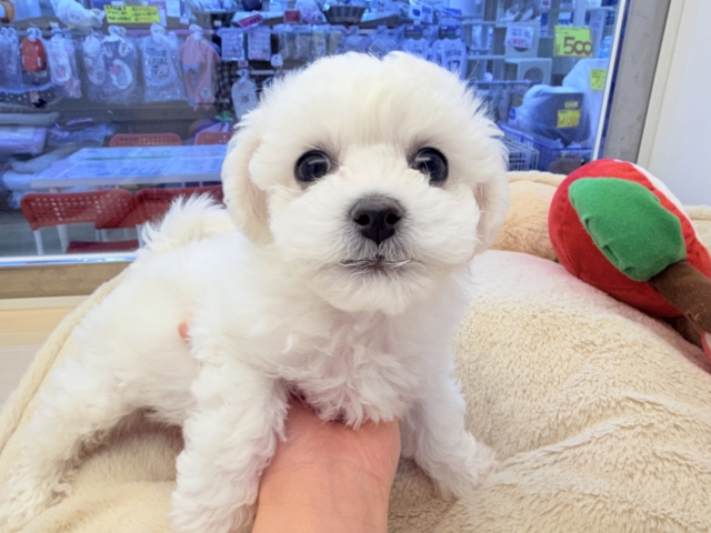 ビションフリーゼ