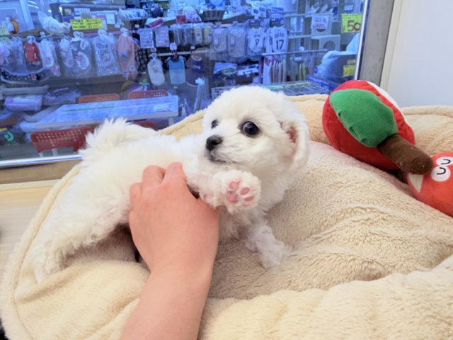 ビションフリーゼ