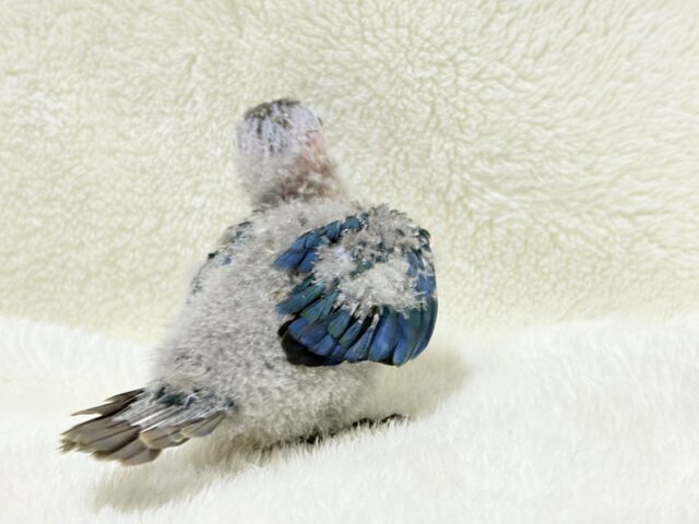 ホオミドリウロコインコ