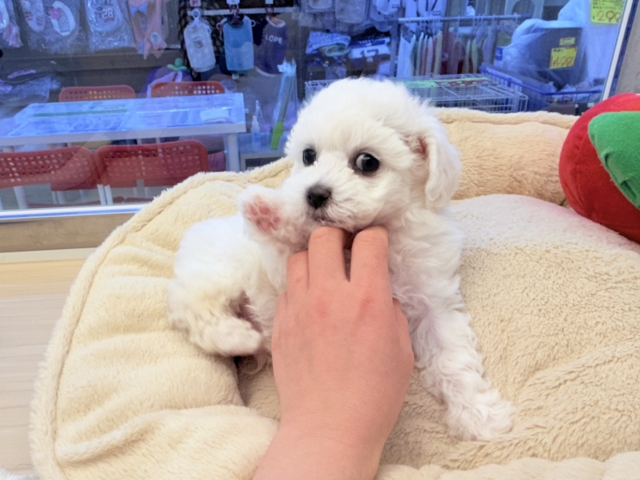 ビションフリーゼ