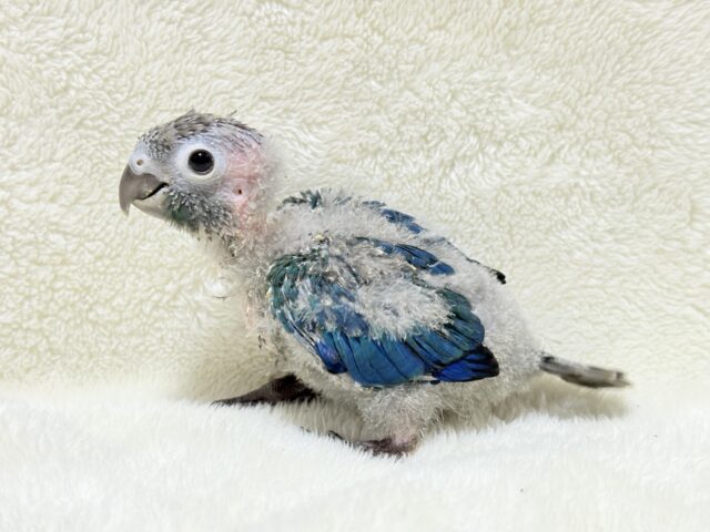 ホオミドリウロコインコ