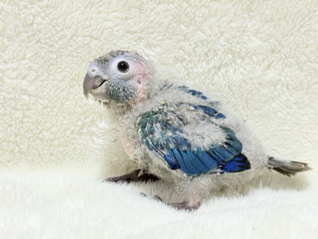 ホオミドリウロコインコ