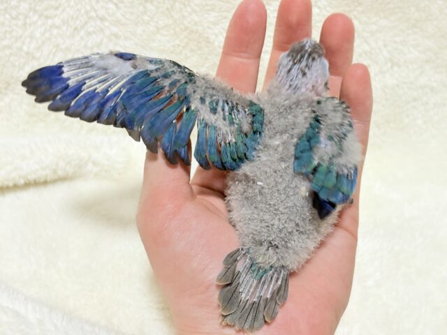 ホオミドリウロコインコ