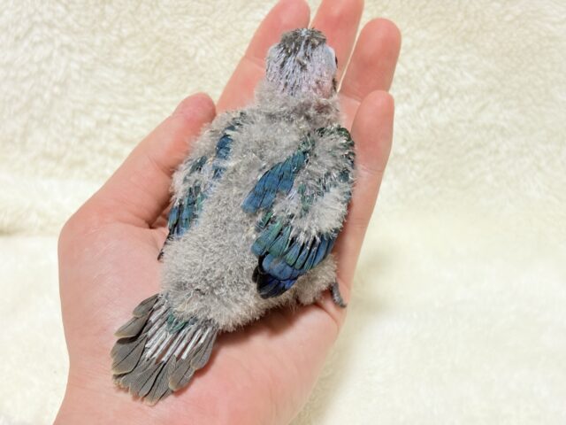 ホオミドリウロコインコ