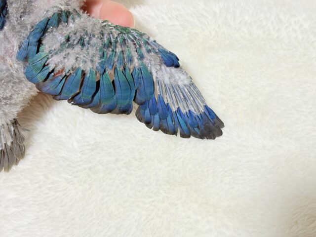 ホオミドリウロコインコ