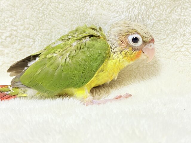 ホオミドリウロコインコ