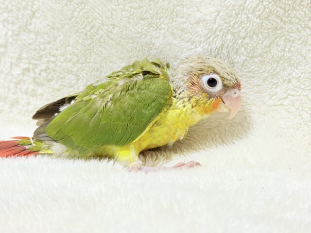 ホオミドリウロコインコ