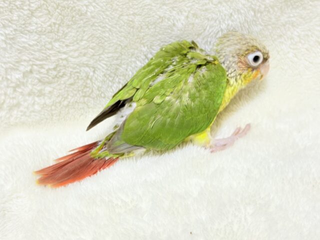 ホオミドリウロコインコ