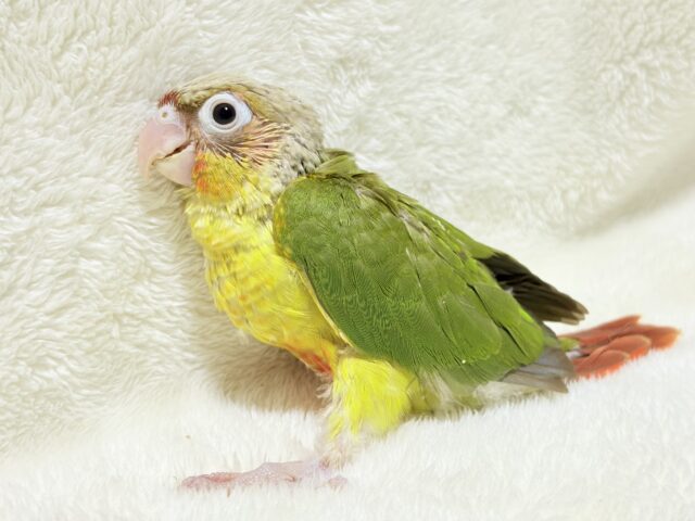 ホオミドリウロコインコ