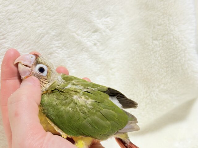 ホオミドリウロコインコ