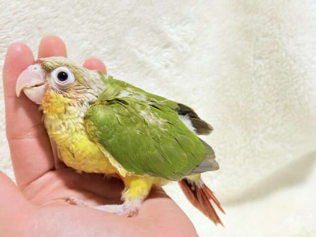 ホオミドリウロコインコ