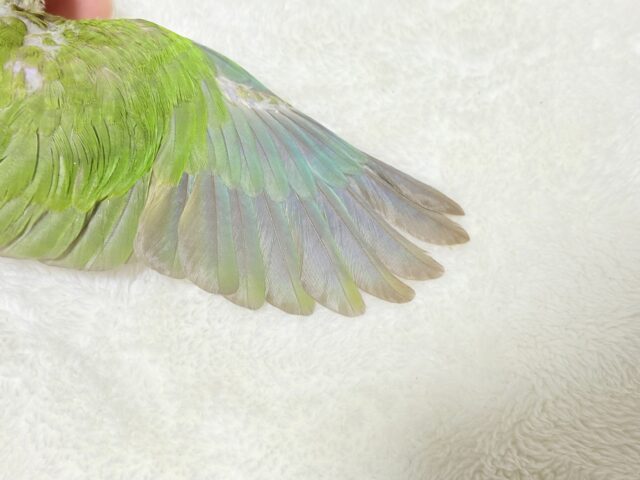 ホオミドリウロコインコ