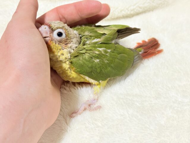 ホオミドリウロコインコ