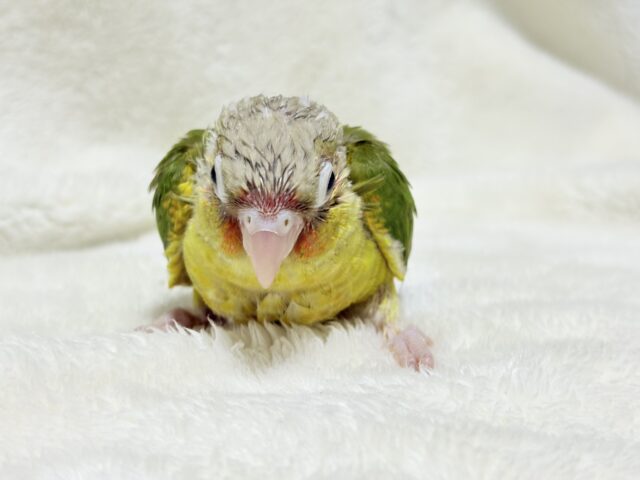 ホオミドリウロコインコ