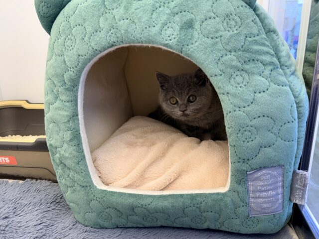 ブリティッシュショートヘア