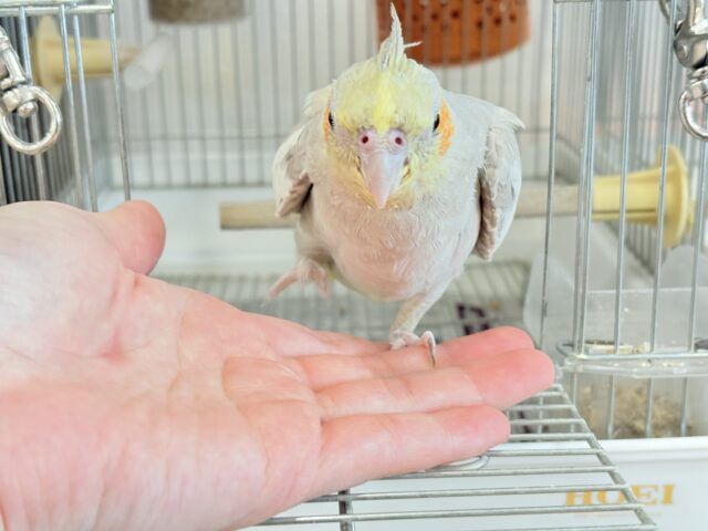 オカメインコ